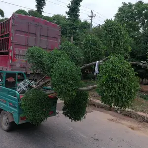 鄢陵小叶女贞造型树的市场前景被看好