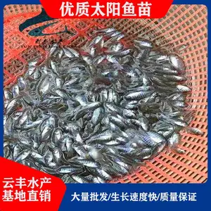 �����泡�޷����� ��ˮ̫������ �������۸�