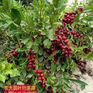 四川3年结果钙果苗种植基地