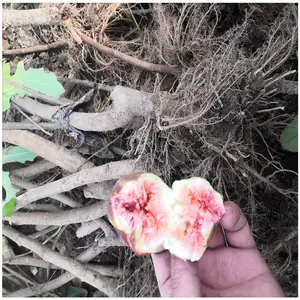 ����һ�����޻������� �������޻������� ��ʪ�ʼ��޻�������