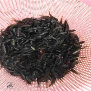 �ɰ������� ����̻������� ��������һĶ��ֳ����������