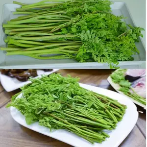 彝山香供应24年辣木嫩梢辣木菜辣木腌菜原产地直供