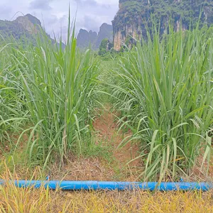 高糖高产项目 甘蔗滴灌水肥一体化智能灌溉设计安装