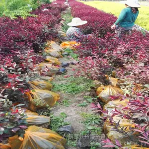 ������֦��Ҷ����� Ӫ������Ҷ�� �����繩Ӧ��