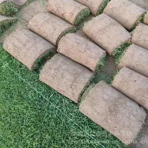 草坪质量草坪 红三叶草皮卷 公园（蓝标）种子