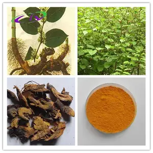 大黄素50% 虎杖提取物 慈缘生物 库存现货低价促销 包邮