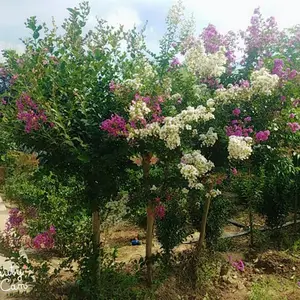 �е���4������ޱ����������