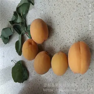 ����Ե ����÷�Ӽ۸� ��÷�� �绰����