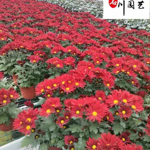 常年供应荷兰菊 耐寒好养易活 优质苗木批发基地 耐寒花卉 花海花境花坛布景