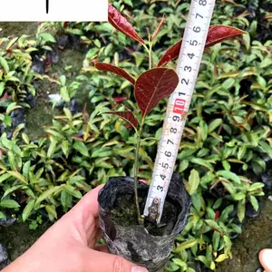 红背桂基地批发 出售高20-40红背桂杯苗 庭院工程园林道路绿化苗木 量大价优