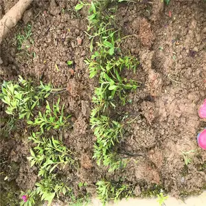 江西上饶杜鹃杯苗价格诚信承诺