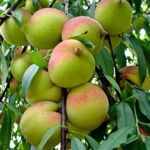 红花鹰嘴桃苗,鹰嘴桃树嫁接苗一年生嫁接苗根系好规格到
