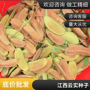 如里可以买云实种子 江西特色药食果蔬基地直发