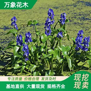 苗圃供应 水生植物雨久花 彩色地被苗 园林庭院绿化苗木