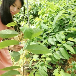 深圳大量供应番荔枝苗台湾释迦苗批发