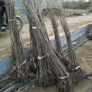 ���ϰ���ӣ���� ѡ����ӣ���緽�� ӣ�����ڷ�ע�������