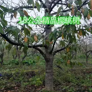 出售8公分樱桃树+10公分樱桃树报价=12公分樱桃树批发=今日15公分樱桃树价格