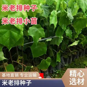 供应米老排种子 当年新采种子价格 各种造林种子批发