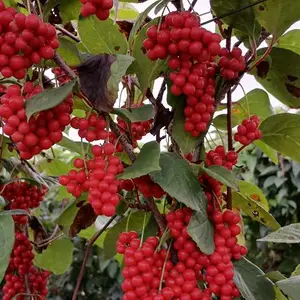 一年生五味子苗 —— 开启高效种植新篇章,中药材种苗