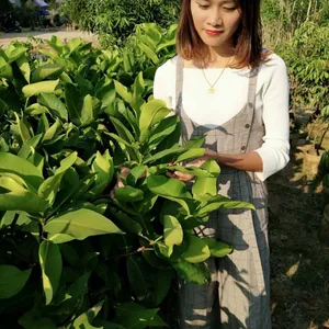 汕头黑珍珠莲雾苗批发 多贵品种 攀枝花莲雾杯苗 当年结果