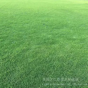 什么品种的草种子成活***草坪 周边草皮卷 ***种子
