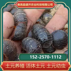 土元技术土元养殖培训土元幼虫孵化地乌龟