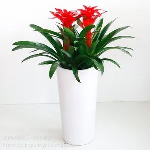 北京花卉租赁公司天津花卉租赁