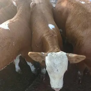 ��ţ����������� �ӱ���ţ�����ش�������