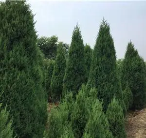 河南平顶山河南桧苗圃