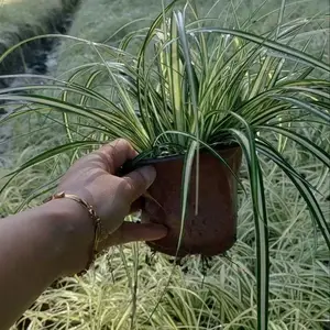 供应金叶苔草小杯 金叶苔草大杯 金叶苔草基地批发