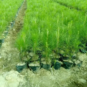 供应罗汉松3-5公分苗木、批发一年生湿地松杯苗、50-150高湿地松大杯苗木