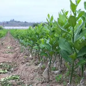正宗的无籽沃柑果苗基地