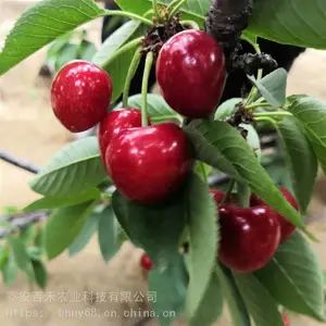 小樱桃苗几年能结果 1公分车厘子樱桃小苗多少钱一棵
