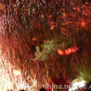 南京庆典彩虹机租赁背景板搭建布置
