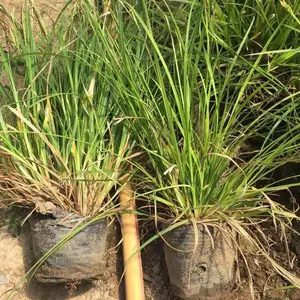 基地供应崂峪苔青 青州多芽常绿苔草茗茜花卉 广场花卉摆放