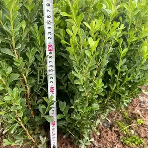 供应优质小叶黄杨 陕西小叶黄杨批发基地 西安小叶黄杨种植