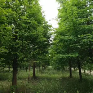 10公分水杉批发基地水杉绿化精品苗工程苗2公分水杉-20公分水杉价格