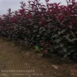 ��Ҷ��Ļ����Ǽ��£���Ҷ����ֲ��������Ҷ���