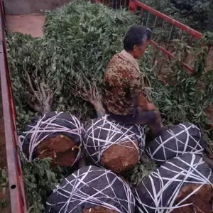 哪里有10公分龙柱碧桃 山东龙柱碧桃种植基地