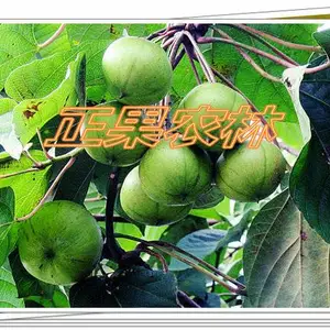 ��ͩ��ֲǰ��֪