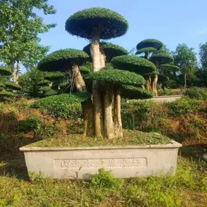 湖北对节白蜡-多头对接白蜡-京山造型白腊盆景