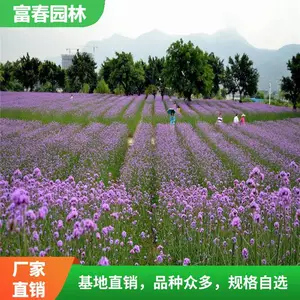 ��Ҷ���޲�Ӫ���� ��ɫ����С�绨�����۽����޸�����