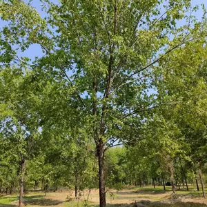 陕西安康二乔苗木榆树小苗种植基地装车价格,1米高榆树苗厂家批发,榆树小苗产地报价