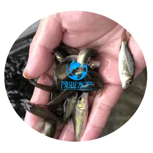 鲤鱼苗/优质2-8公分禾花鲤鱼苗养殖/湖南永州淡水禾花鲤鱼苗批发