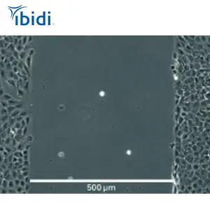 ����ʵ�� �˿�����2�ײ�� 80209 2D��Ϯ�͹������¹�ibidi