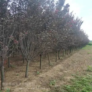 15������Ҷ�� ˧������ ��Ҷ������ũ�� ��Ӧ����