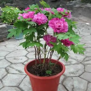 ��������ĵ������ �����辰��������ֲ ��̳�����������칤����
