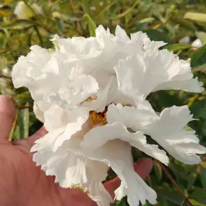 ����ĵ������������ֲ��ַ