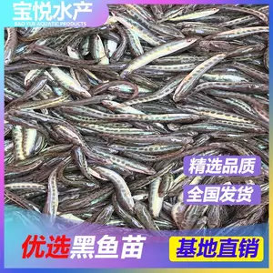 生长快少病害黑鱼苗苗场出售鱼苗全国发货