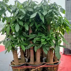 南宁室内盆景 盆栽出租 绿植批发 养护 汇成园艺